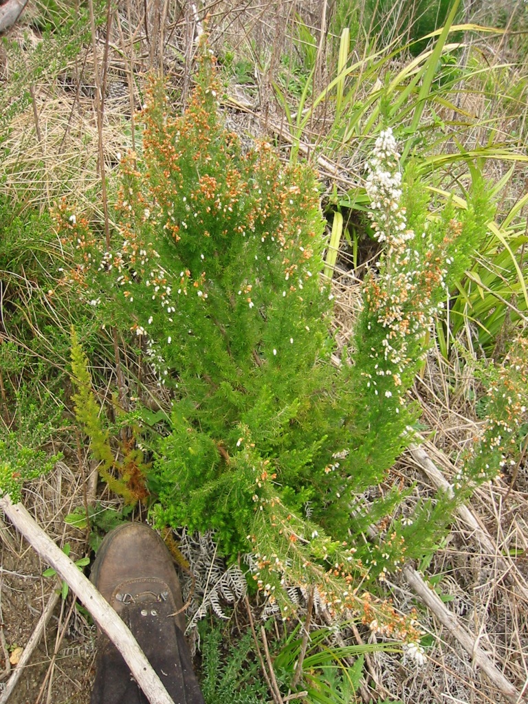 Erica lusitanica (rights holder: Jon Sullivan)