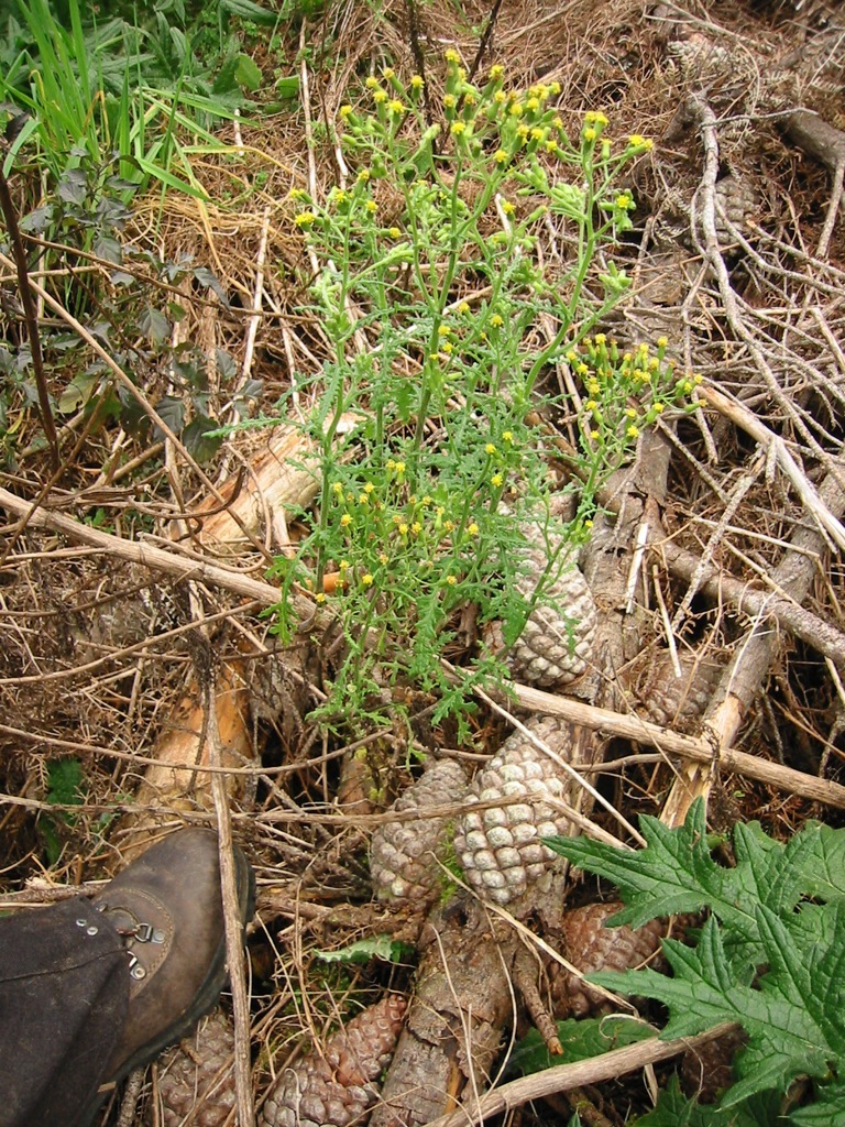 Senecio sylvaticus (rights holder: Jon Sullivan)