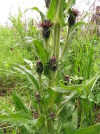 Saussurea baicalensis (Adams) Robins. resmi