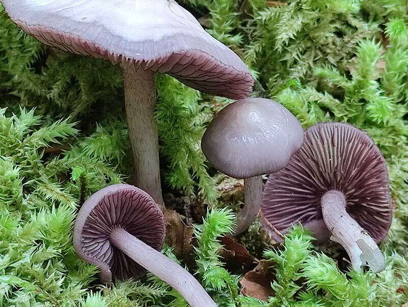 Mycena pelianthina (Fr.) Quél. 1872 resmi