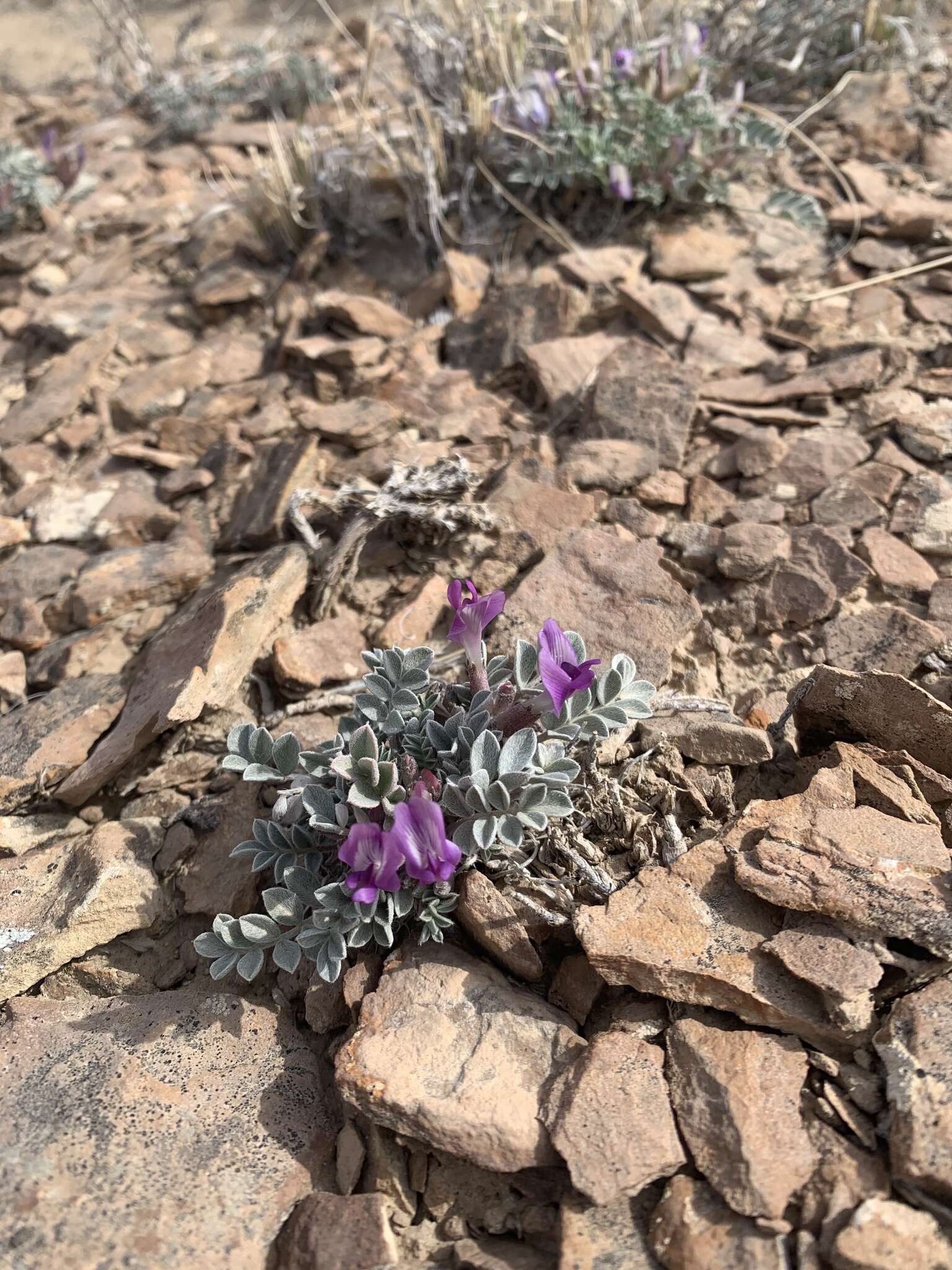 Sivun Astragalus cymboides M. E. Jones kuva