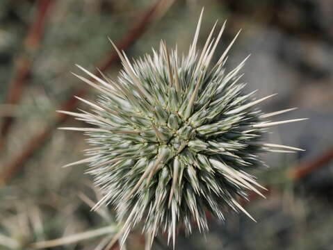 Image of Echinops erinaceus Kit Tan