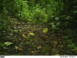 Image of Chiriqui Quail-Dove