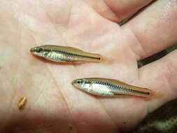 Image of Bluefin Killifish