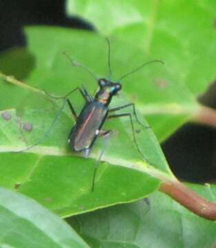 Image of Cicindela (Cicindelidia) cyaniventris Chevrolat 1834