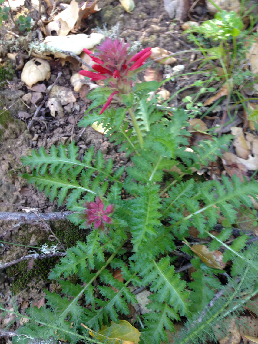 Слика од Pedicularis densiflora Benth.