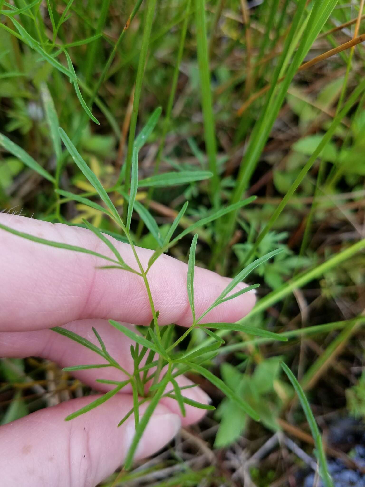 Image of bulblet-bearing water hemlock