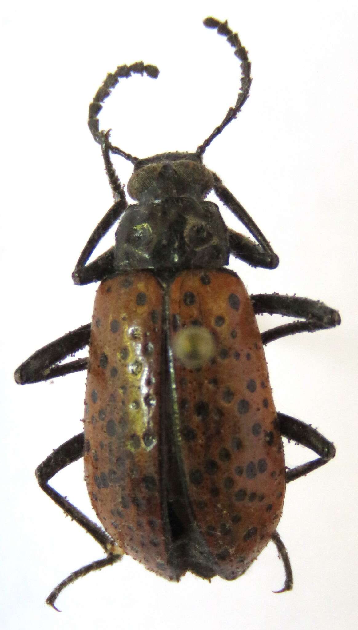 Слика од Cuphotes elongatus (J. Thomson 1859)