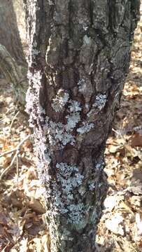 Image of parmotrema lichen