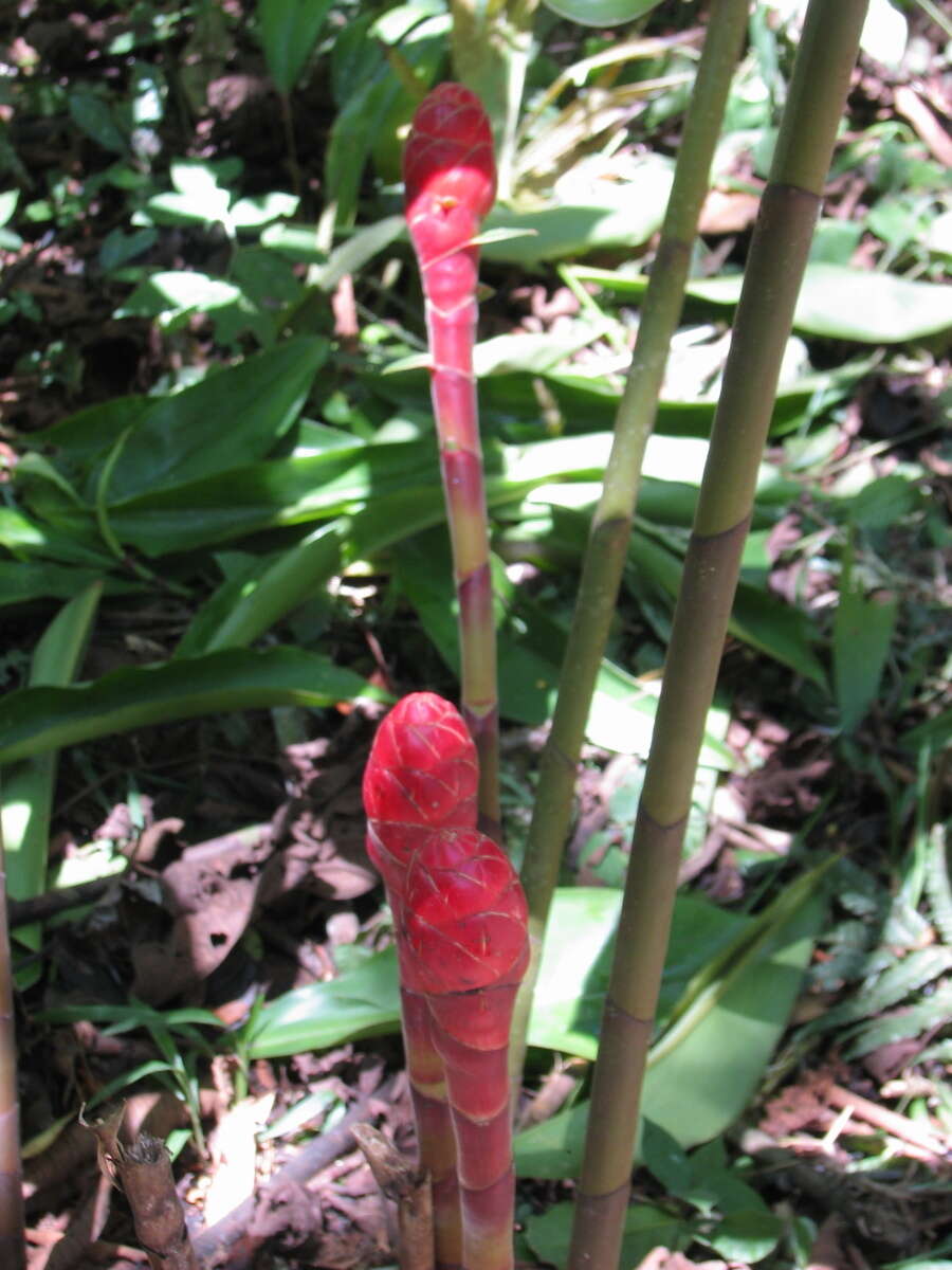 Image of Costus erythrocoryne K. Schum.