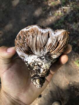 Image of Cortinarius magnivelatus Dearn. ex Fogel 1995