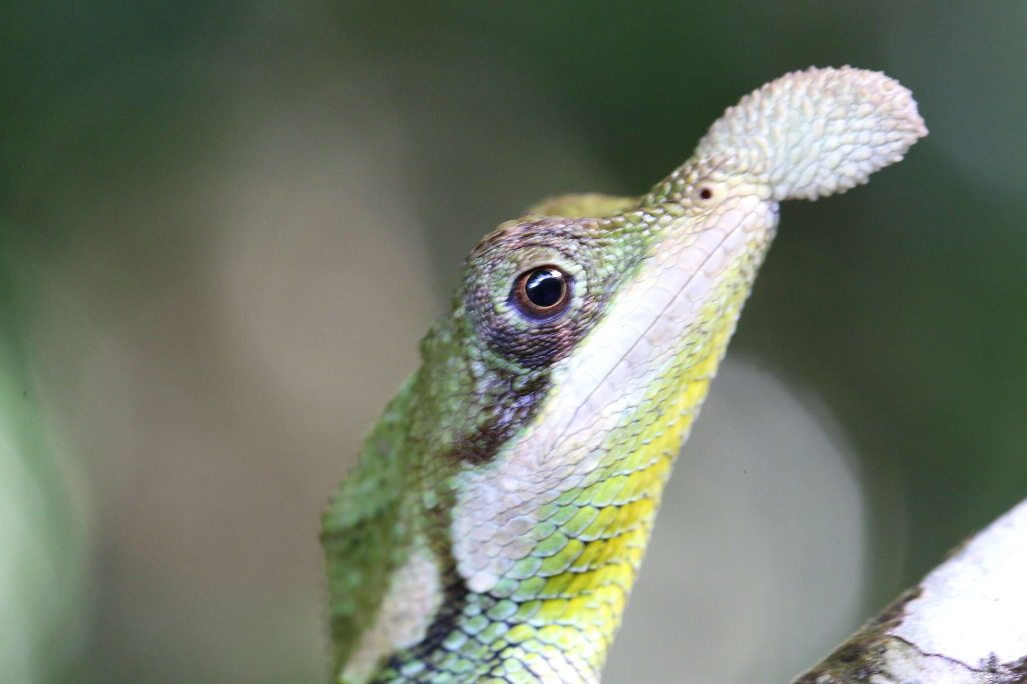 Image of Tennent’s leaf-nosed lizard