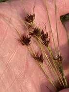 Image of Slender Beak Sedge