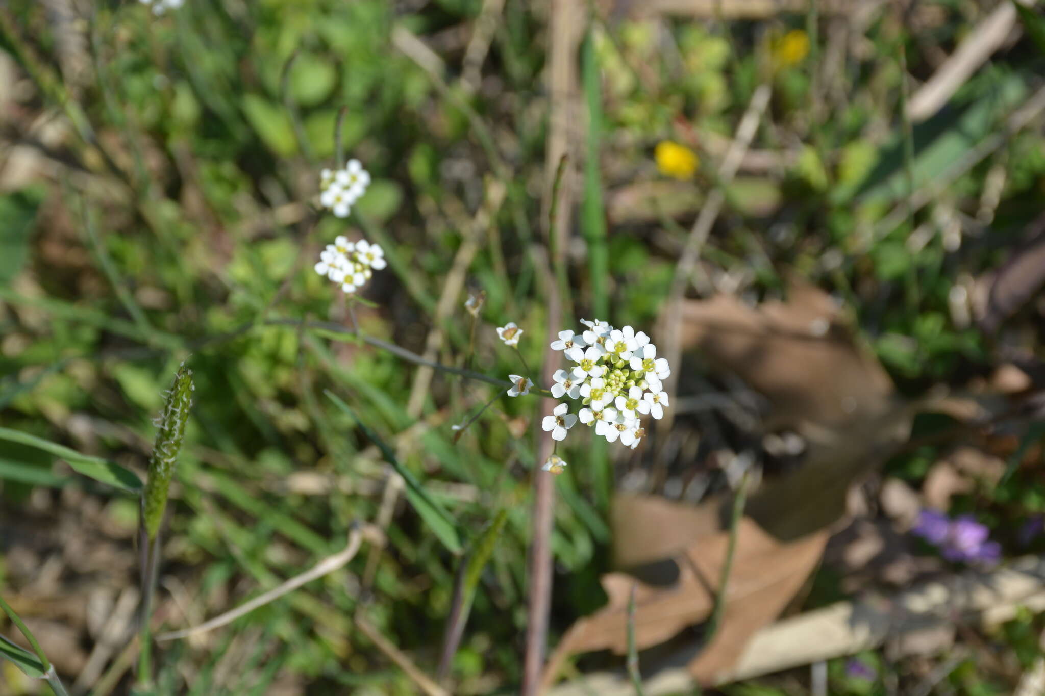 Imagem de Capsella grandiflora (Fauché & Chaub.) Boiss.