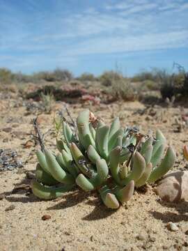 Image of Hereroa latipetala L. Bol.