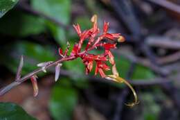 Imagem de Globba atrosanguinea Teijsm. & Binn.