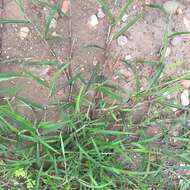 Image of East Indian Crab Grass