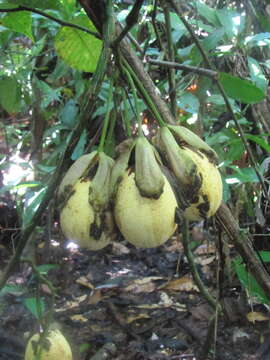 Imagem de Passiflora nigradenia Rusby