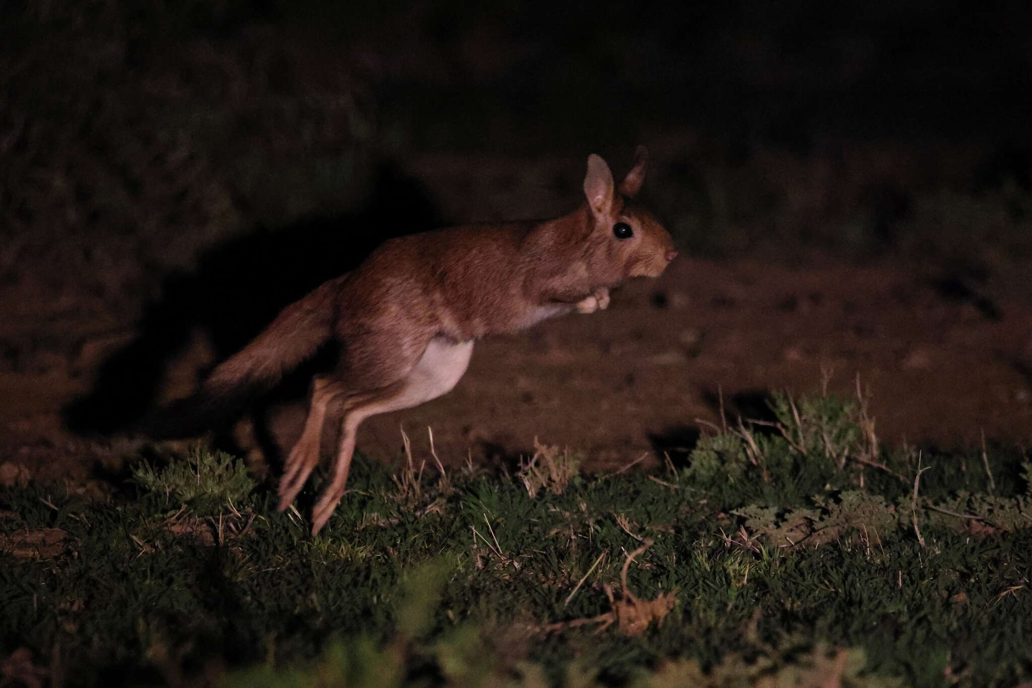 Image of Springhares