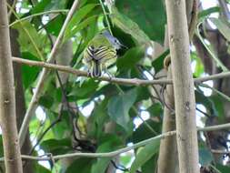 Image of Slate-headed Tody-Flycatcher