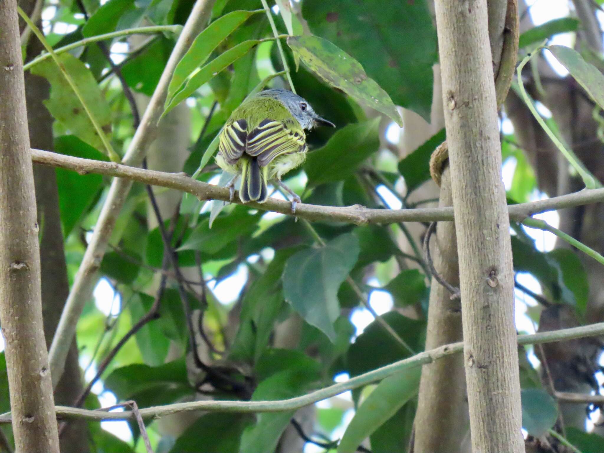 Image of Slate-headed Tody-Flycatcher