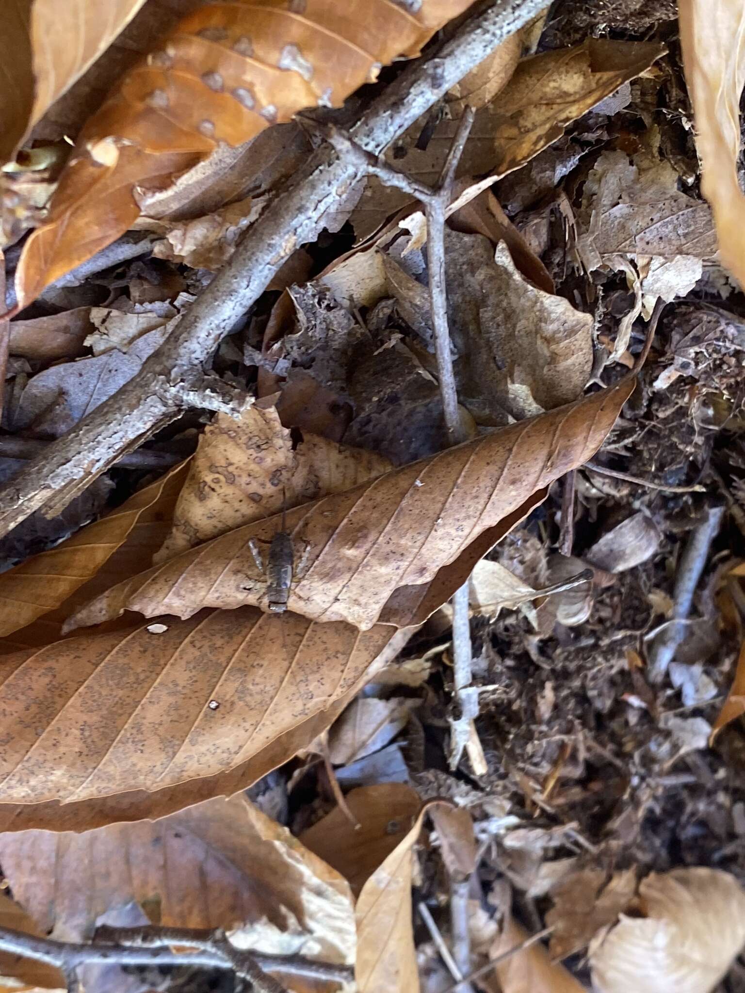 Image of Spotted Ground Cricket