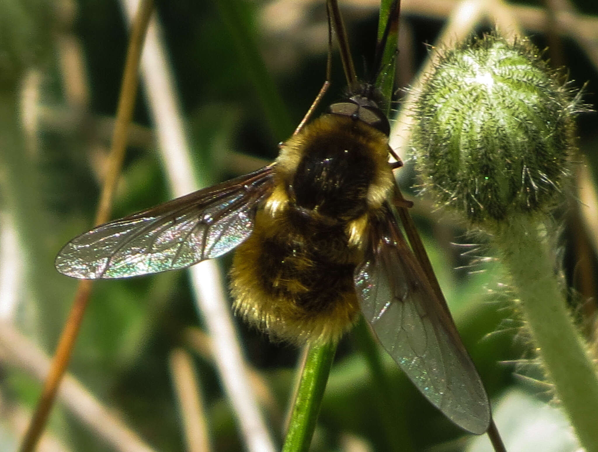 Image of Bombylius mexicanus Wiedemann 1821