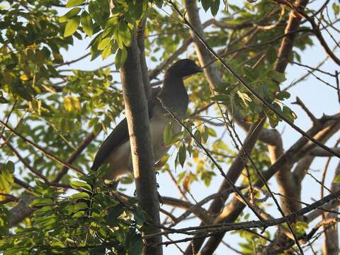 Image of Chestnut-winged Chachalaca