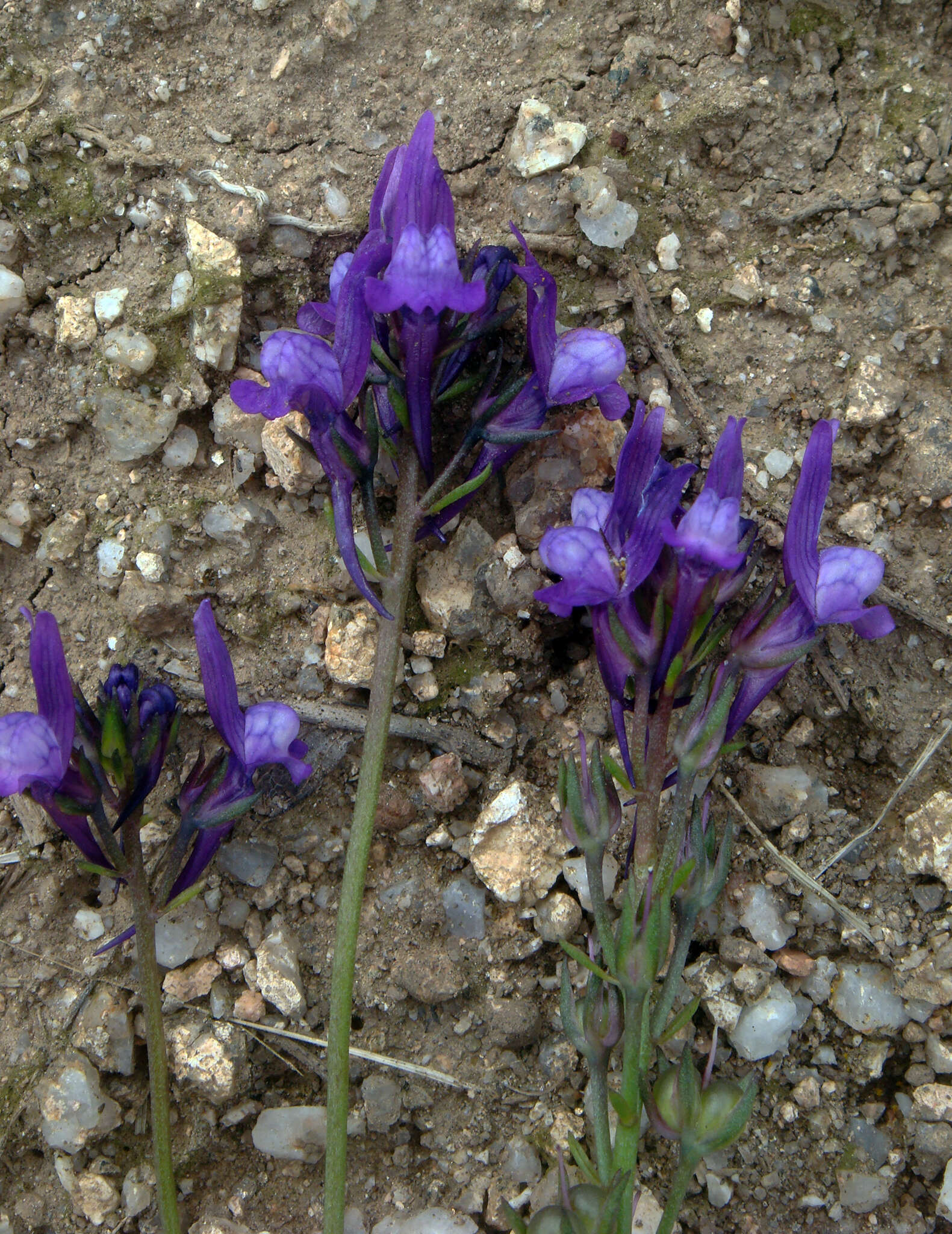 Image of Jersey toadflax