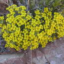 Image of Arizona bladderpod