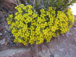 Image of Arizona bladderpod