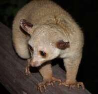 Image of Garnett's Greater Galago