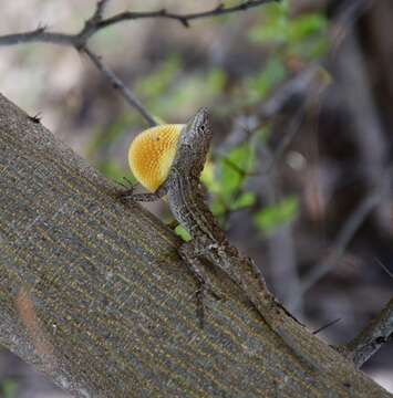 Image of Anolis jubar oriens Schwartz 1968