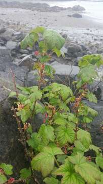 Image of trailing black currant