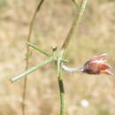 Convolvulus boedeckerianus Peter的圖片