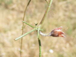 Convolvulus boedeckerianus Peter的圖片