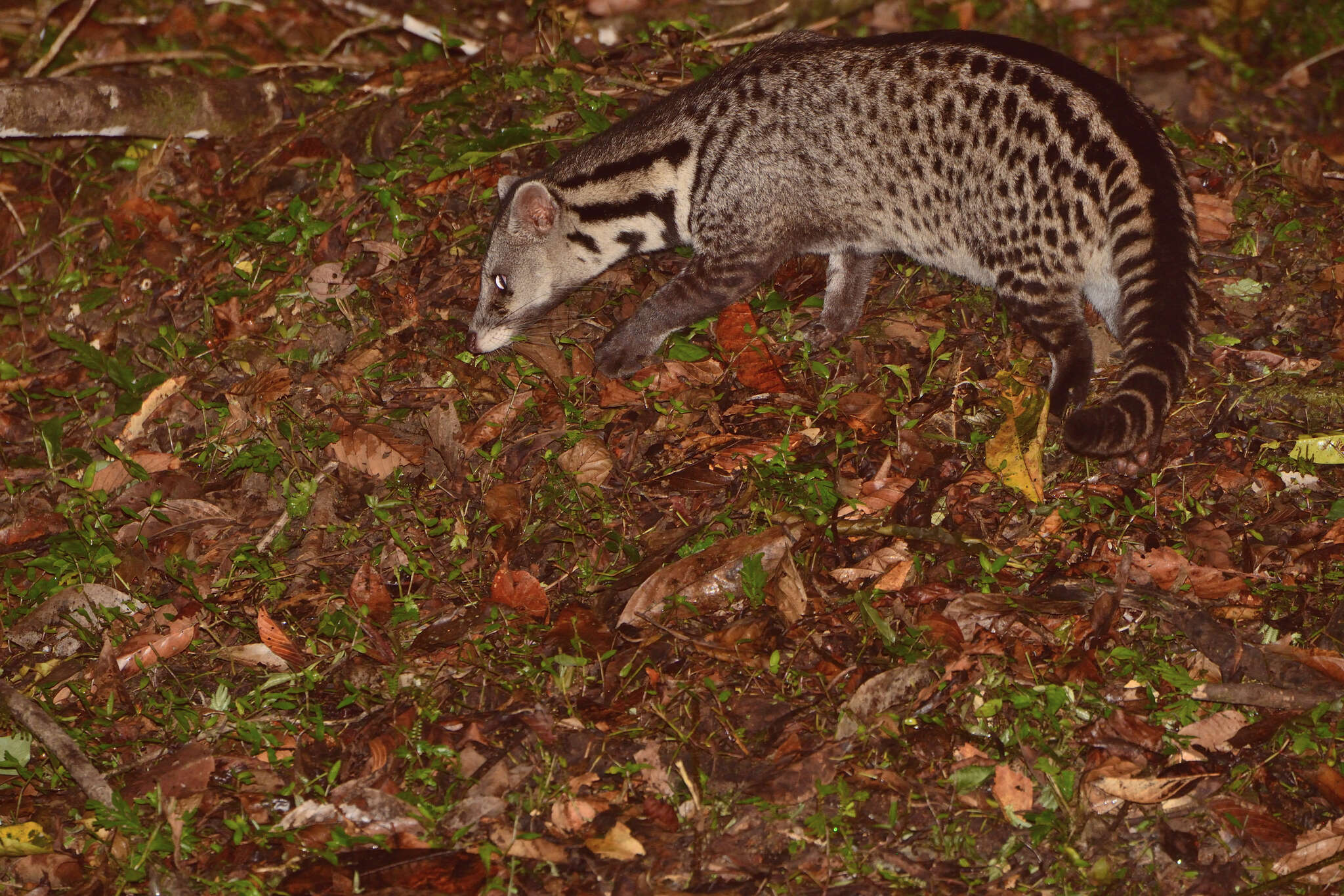 Image of Oriental Civet