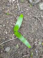 Image de Scilla haemorrhoidalis Webb & Berthel.