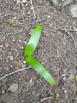 Image de Scilla haemorrhoidalis Webb & Berthel.