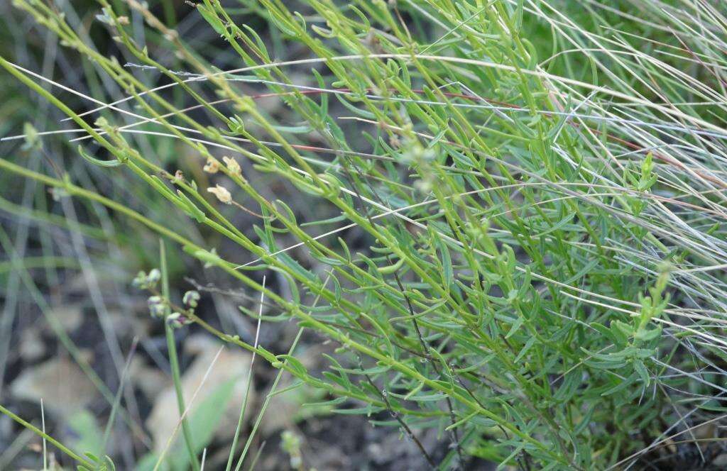 Image of Diascia integerrima E. Mey. ex Benth.