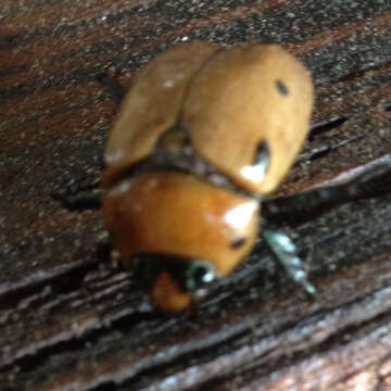 Image of Grapevine Beetle