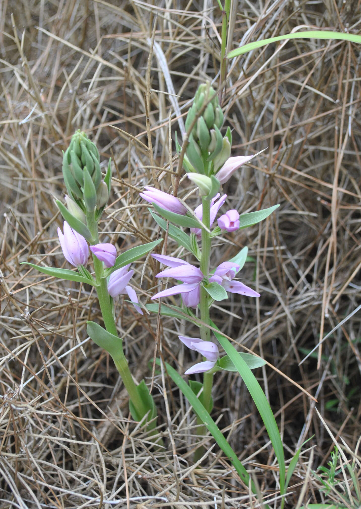 Image of Cephalanthera kurdica Bornm. ex Kraenzl.