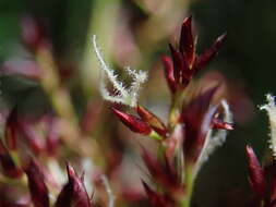 Scleria harlandii Hance的圖片