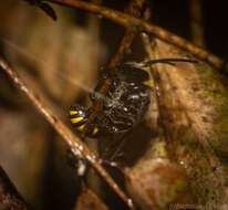 Image of Nomia swainsoniae Cockerell 1921