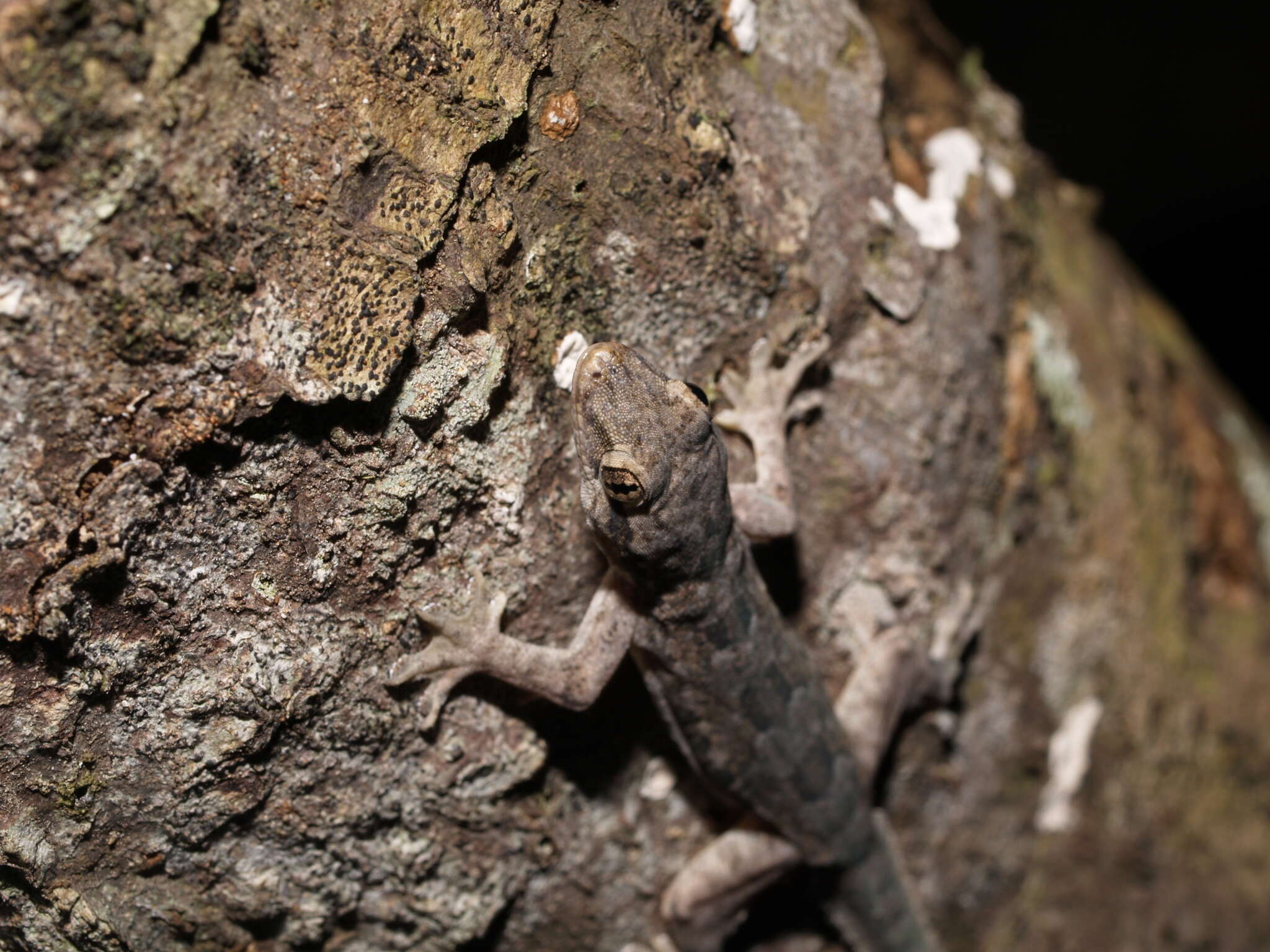 Image de Hemidactylus platyurus (Schneider 1797)