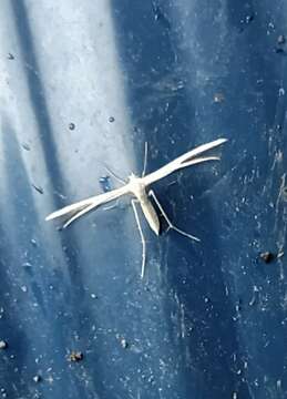 Image of <i>Pterophorus innotatalis</i>