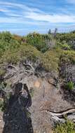 Image of Melaleuca gibbosa Labill.