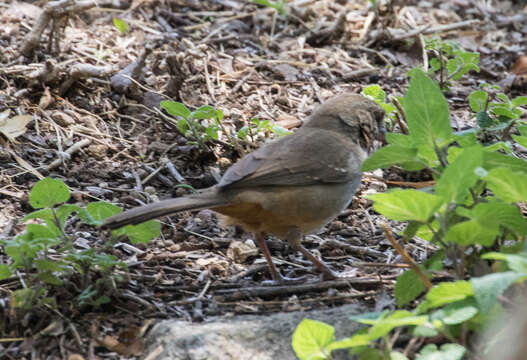 Image of White-throated Towhee