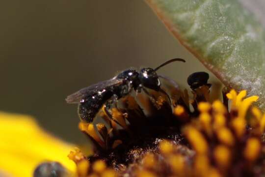Image of Prickly Ceratina
