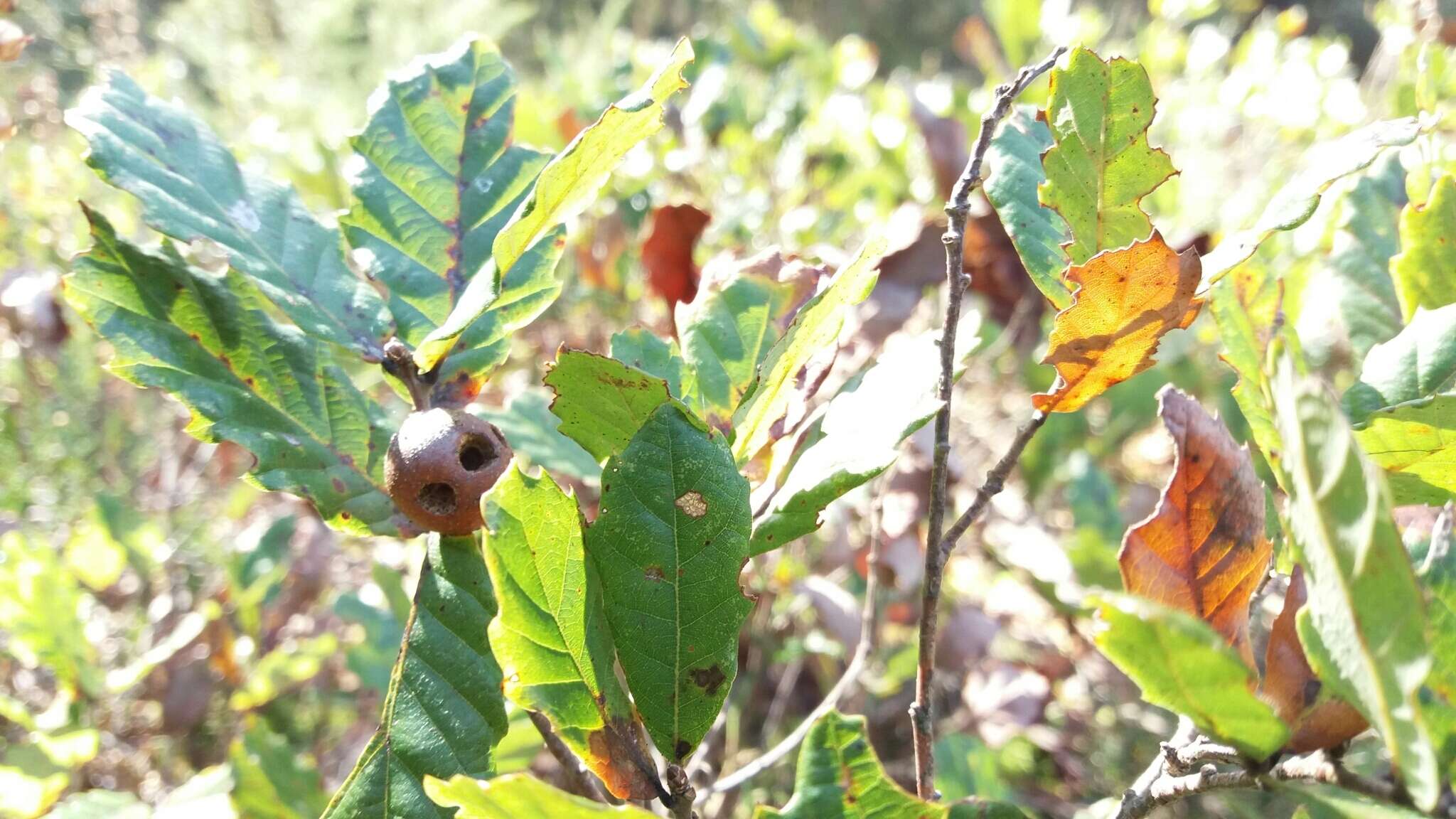 Imagem de Quercus lusitanica Lam.